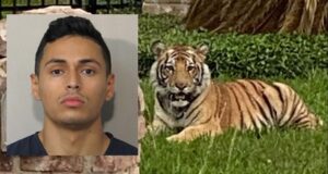Houston tiger on the loose