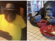 Pet chimpanzee shot dead by Oregon deputy for attacking owner daughter Tamara Brogoitti pet chimpanzee
