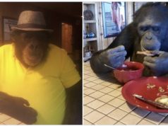 Tamara Brogoitti pet chimpanzee