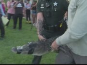 Palm Harbor alligator attack