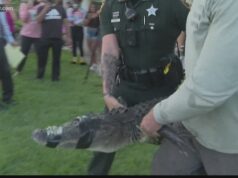 Palm Harbor alligator attack