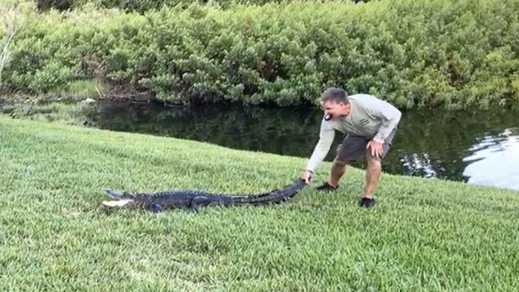 Palm Harbor alligator attack Florida woman, 43, walking dog survives