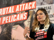 Brown Pelicans mutilated