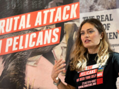 Brown Pelicans mutilated