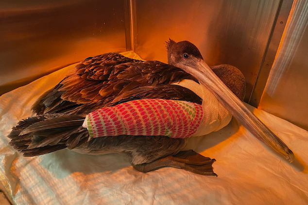 32 Brown Pelicans mutilated