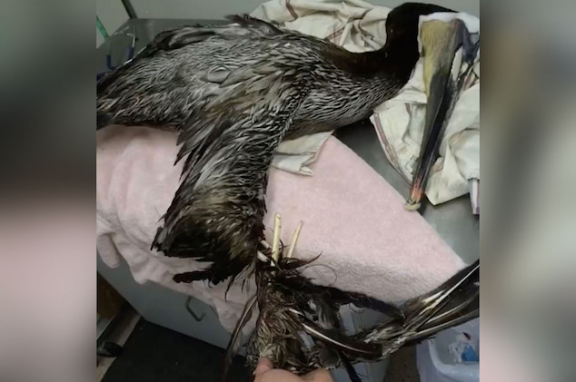 Brown Pelicans mutilated 