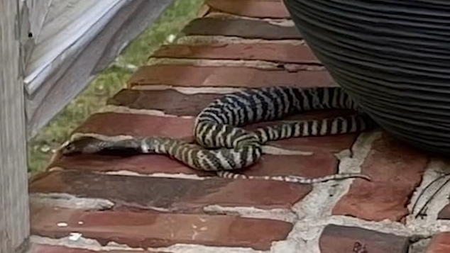 Escaped Raleigh NC venomous cobra snake