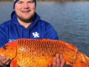 Giant Goldfish in Minnesota