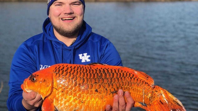 Giant Goldfish in Minnesota