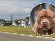 Man, 66, killed by pit bull climbing through window of relatives New Orleans house Pit bull mauls 66 yr old man to death climbing through relatives window New Orleans