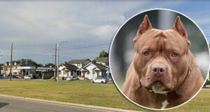 Pit bull mauls 66 yr old man to death climbing through relatives window New Orleans