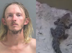 Florida man stomps stolen alligator