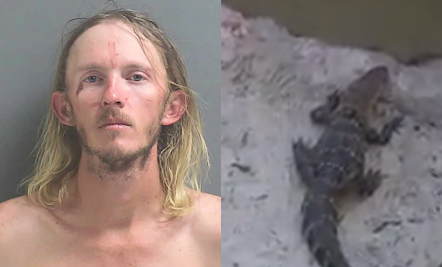 Florida man stomps stolen alligator