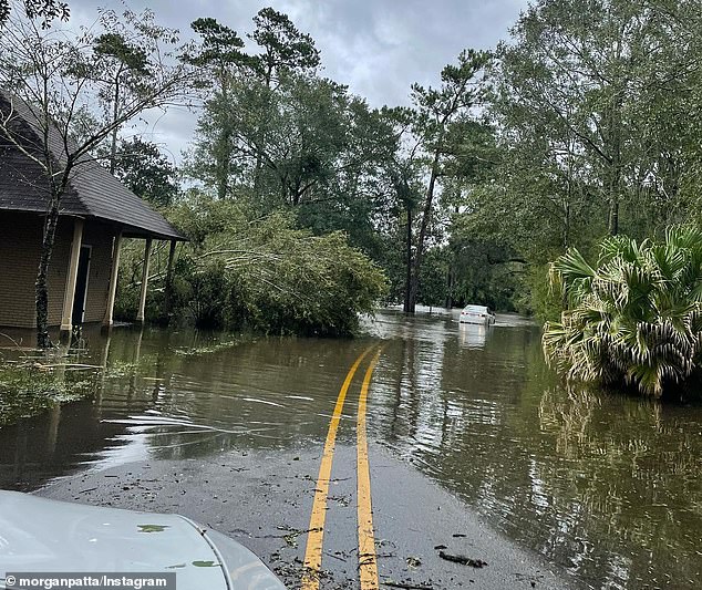 Timothy Satterlee Louisiana alligator attack