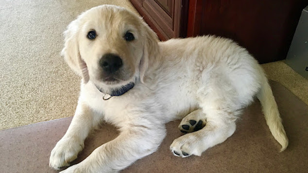 Bringing new puppy home