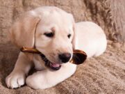 A Guide to Preparing Your Home for Your New Puppy Bringing new puppy home