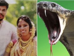 Sooraj Kumar snake