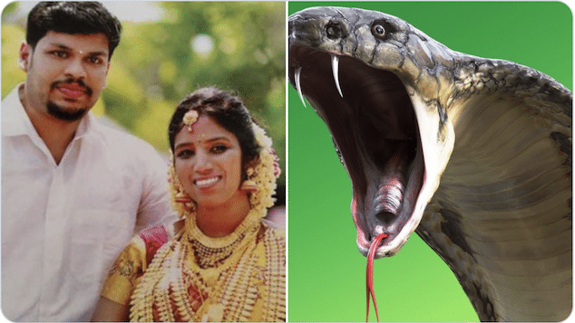 Sooraj Kumar snake