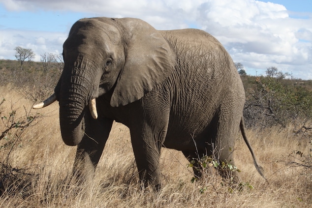 Kruger national park poacher killed by elephant