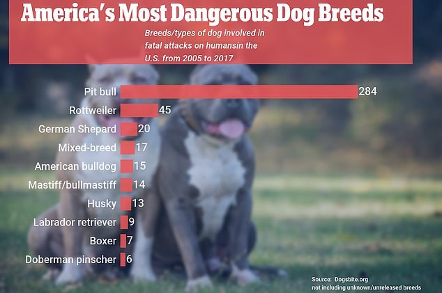 America's most dangerous dog breeds