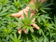 Cannabis in Pop Culture