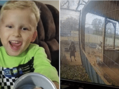 Axel Foster Oklahoma boy's arm ripped petting pit bull puppies