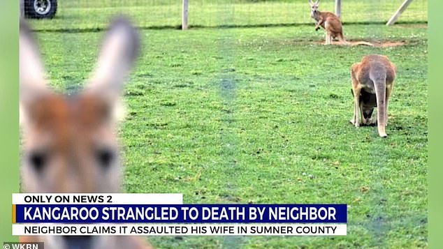 Tennessee man strangles, kills pet kangaroo