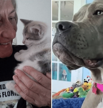 Pam Rob Oakland Park animal rescue worker mauled to death