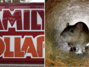 Arkansas Family Dollar rats