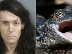 Michael Marolla Naples Florida man arrested, meth, baby alligator found