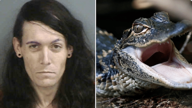 Michael Marolla Naples Florida man arrested, meth, baby alligator found