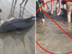 Texas stranded dolphin dies