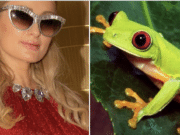 celebrities hobbies