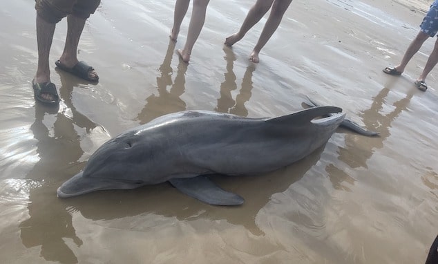Texas stranded dolphin dies