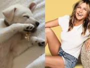 10 Hollywood Celebrities and their Dogs celebrities and their dogs