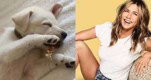 celebrities and their dogs