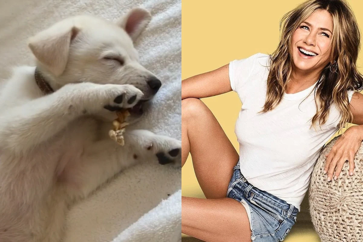 celebrities and their dogs