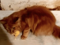 Russian woman eaten by 20 pet cats
