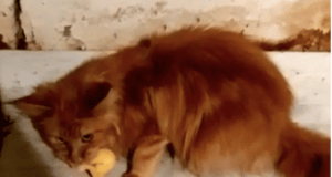 Russian woman eaten by 20 pet cats