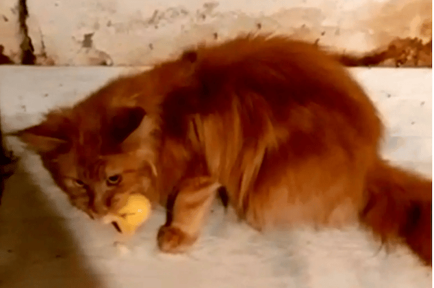 Russian woman eaten by 20 pet cats