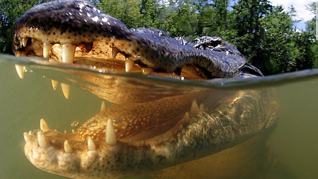 Horry County alligator attack Myrtle Beach