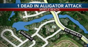 Michael Burstein Myrtle Beach 75 yr old man drowned alligator attack