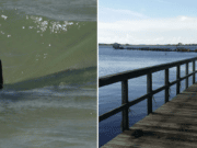 Keaton Beach shark attack teen girl