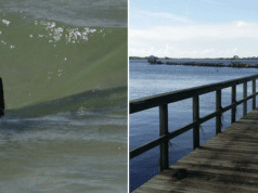 Keaton Beach shark attack teen girl