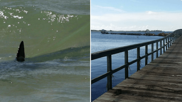 Keaton Beach shark attack teen girl