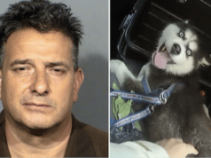 Raul Carbajal Corona Del Mar CA man leaves puppy in hot car