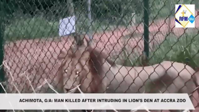 Lions maul man to death at Ghana zoo