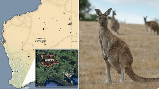 pet kangaroo kills 77 year old man