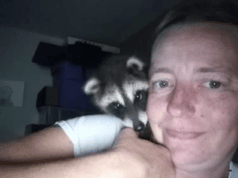 Erin Christensen Maddock N.D woman charged taking wild raccoon to bar