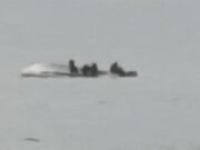 whale collides with boat New Zealand